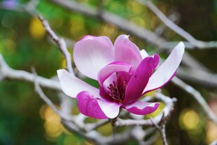 娇艳玉兰花绽放