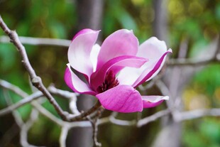 娇艳玉兰花绽放枝头