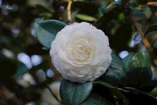 洁白山茶花绽放枝头