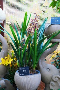雅致盆栽兰花展示