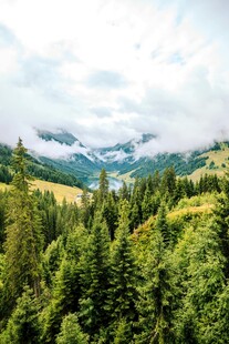 山间葱郁森林与远处山峦
