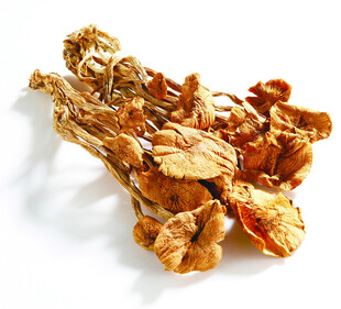 干茶树菇