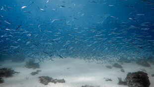 海底鱼群环绕礁石景象
