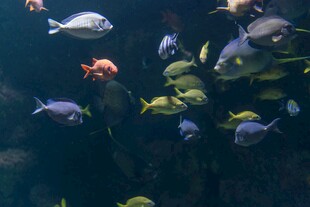 海底群鱼共游景象