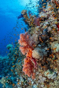 海底美丽珊瑚景观