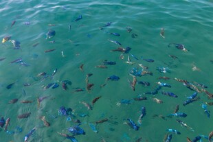 俯瞰海中群鱼游弋