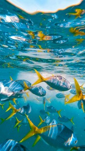 梦幻海底世界