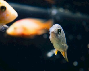 可爱观赏鱼