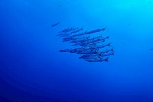 深海鱼群遨游画面