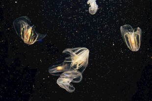 梦幻水母在深色背景中游动
