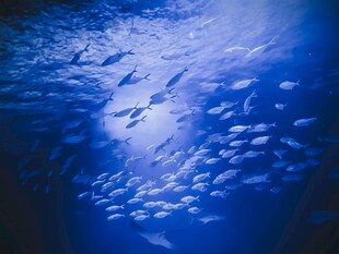 深海群鱼遨游景象