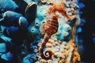 海底世界的可爱小海马