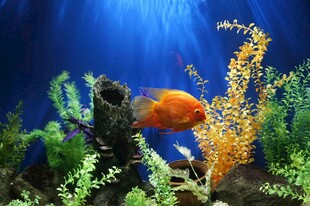 绚丽水族箱中的多彩金鱼