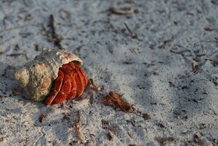 沙滩上的寄居蟹
