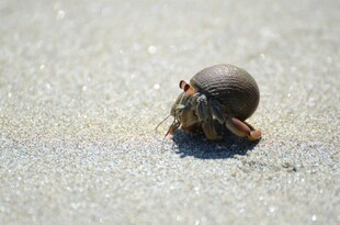 沙滩上的寄居蟹