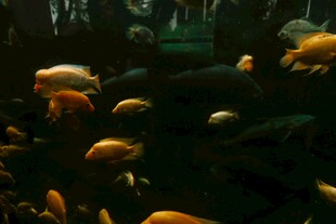 水族馆中游动的多彩鱼类