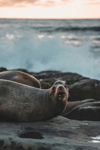 海滩上休憩的海豹