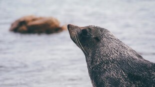 海边海豹抬头望远方
