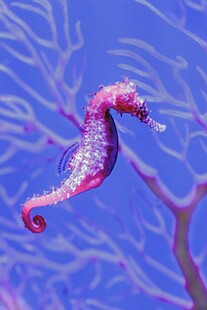 梦幻紫色海马水中游