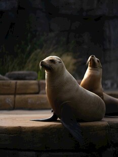 海狮悠闲休憩画面