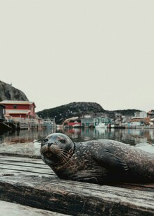 海边休憩的可爱海豹