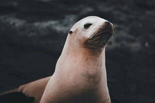 可爱海豹抬头望