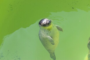 水中嬉戏的可爱海獭