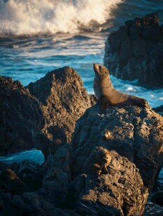 岩石上的海狮沐浴阳光