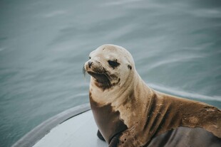 船上的可爱海豹