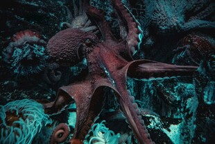 深海神秘奇特生物景观