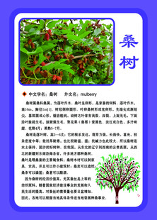 桑树介绍
