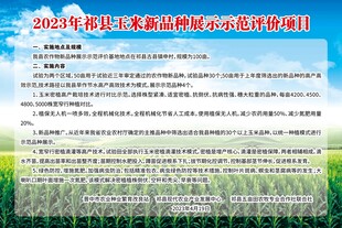 玉米新品种