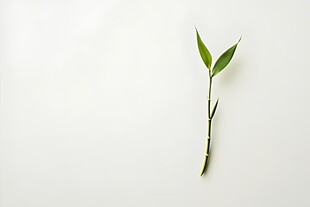 单枝嫩绿植物特写