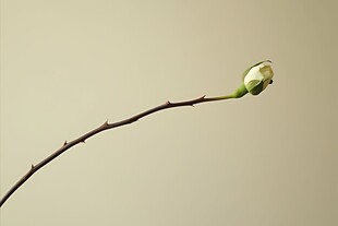 单枝白花静绽之美