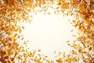 金秋树叶环绕的梦幻边框