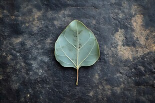 单片绿叶置于深色背景上