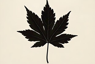 黑色枫叶剪影