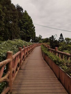木质栈道漫步于绿植间