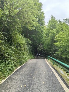 林间幽静小路