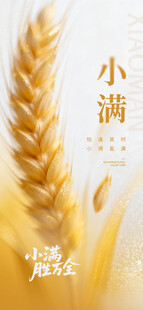 小满时节金黄麦穗