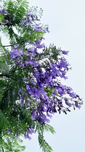 蓝花楹绽放枝头