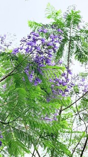 蓝花楹绽放的美丽瞬间