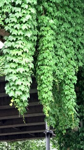 爬山虎