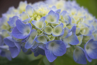八仙花蓝白绣球花特写