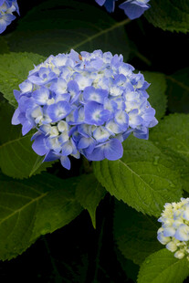 八仙花蓝绣球花特写