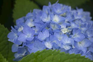 蓝色八仙花蓝色绣球花特写