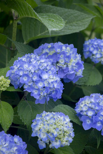 蓝色八仙花绽放