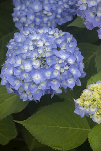 八仙花蓝绣球花绽放
