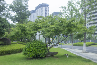 鸡爪槭