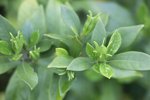 嫩绿清新的栀子花叶片